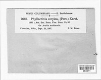 Phyllactinia guttata image